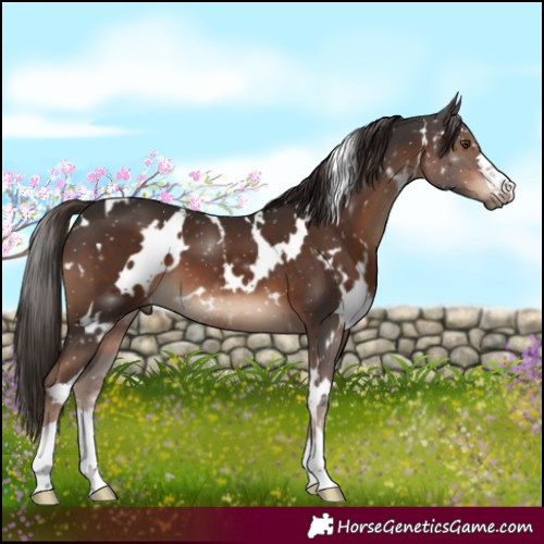 Horse Color:White Spotted Liver Chestnut 