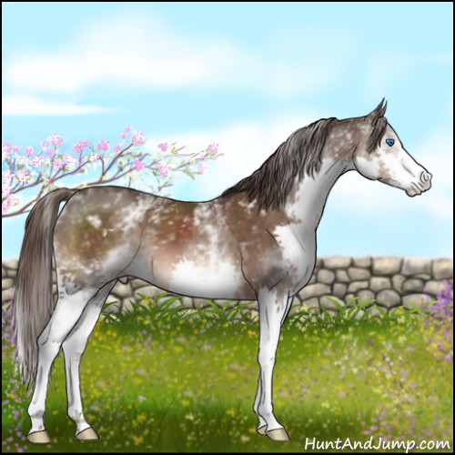 Horse Color:White Spotted Liver Chestnut Splash 