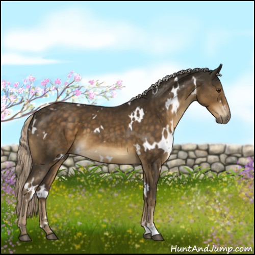 Horse Color:White Spotted Chocolate Palomino 