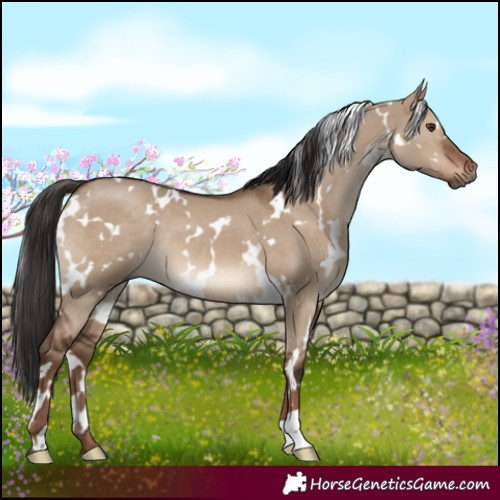 Horse Color:White Spotted Liver Red Dun 