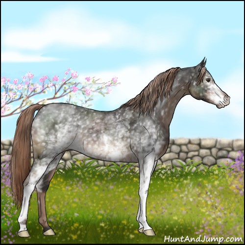 Horse Color:White Spotted Liver Chestnut 