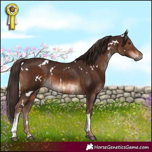 Horse Color:White Spotted Liver Chestnut and White Spotted Liver Chestnut