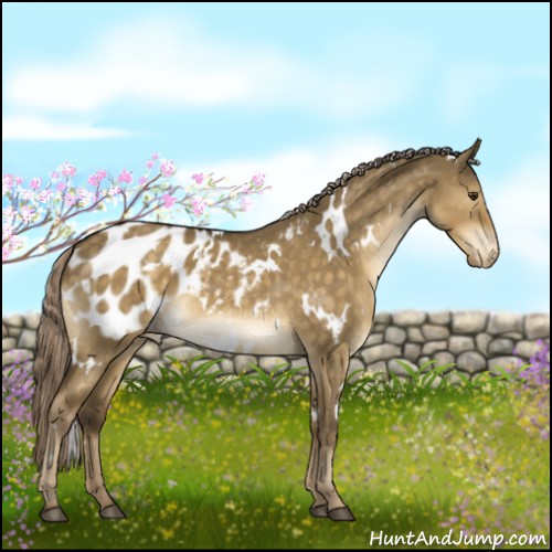 Horse Color:White Spotted Chocolate Palomino Dun Appaloosa 