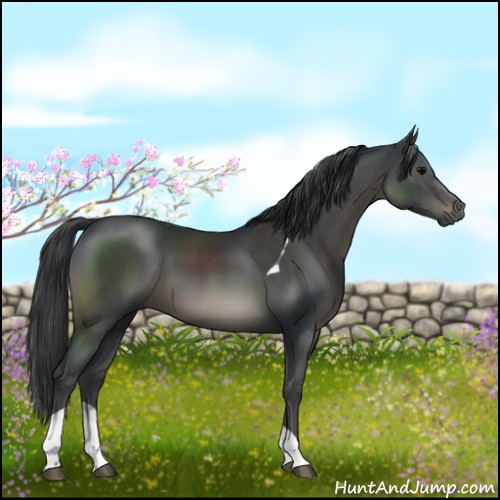 Horse Color:Black Tobiano 