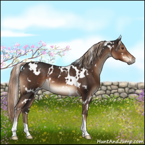 Horse Color:White Spotted Liver Chestnut 