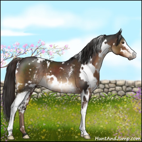 Horse Color:White Spotted Liver Chestnut 