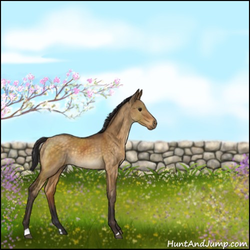 Horse Color:Buckskin Dun Rabicano 