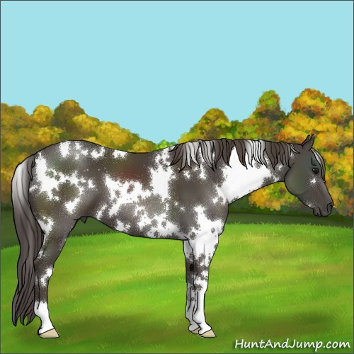 Horse Color:White Spotted Smoky Black 