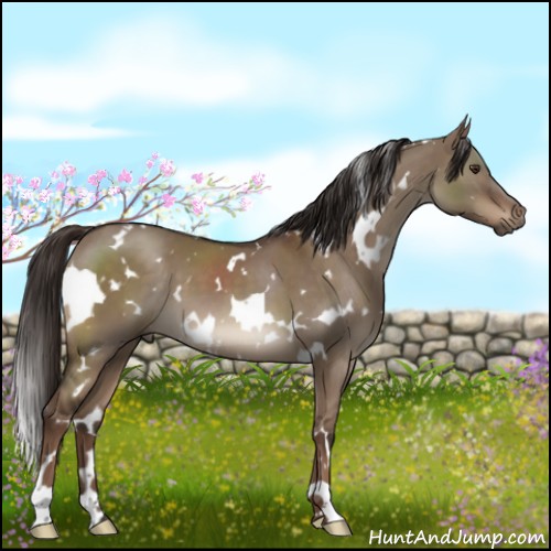 Horse Color:White Spotted Liver Red Dun 