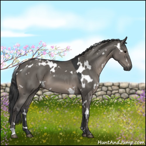 Horse Color:White Spotted Grullo 