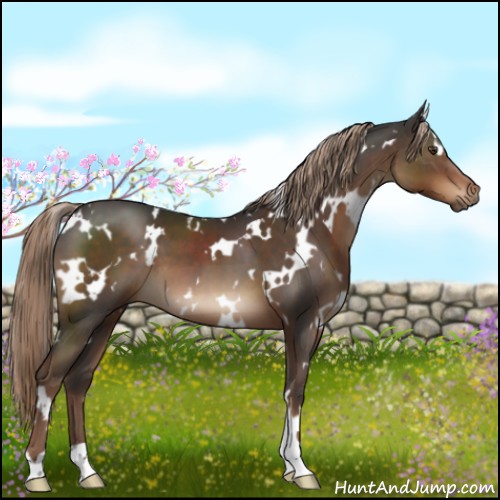 Horse Color:White Spotted Liver Chestnut 