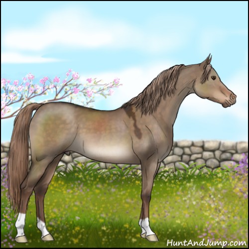 Horse Color:Liver Red Dun 