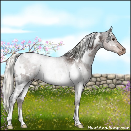 Horse Color:White Spotted Liver Chestnut Mushroom Appaloosa Rabicano 