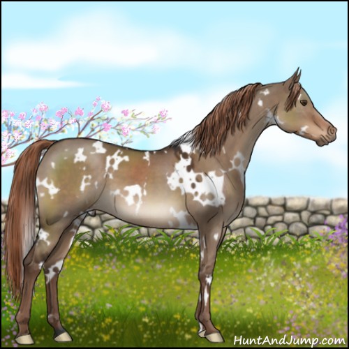 Horse Color:White Spotted Liver Red Dun 