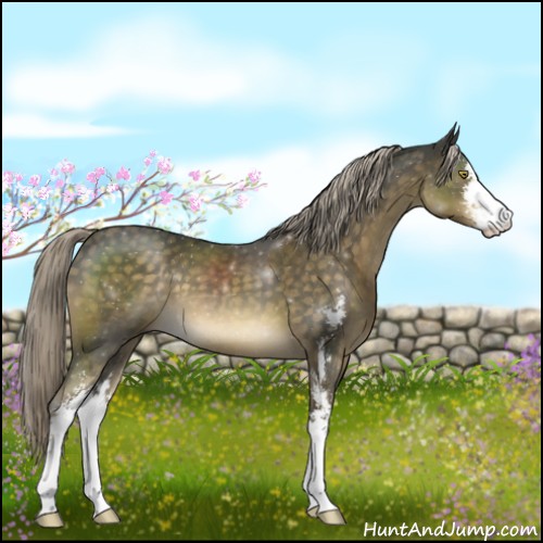 Horse Color:Chocolate Palomino Mushroom Sabino 