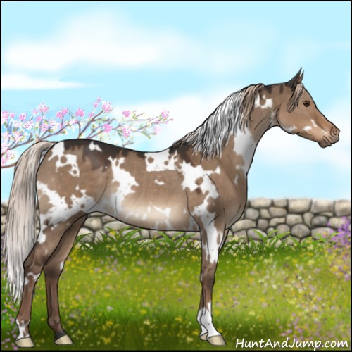 Horse Color:White Spotted Liver Red Dun Rabicano 