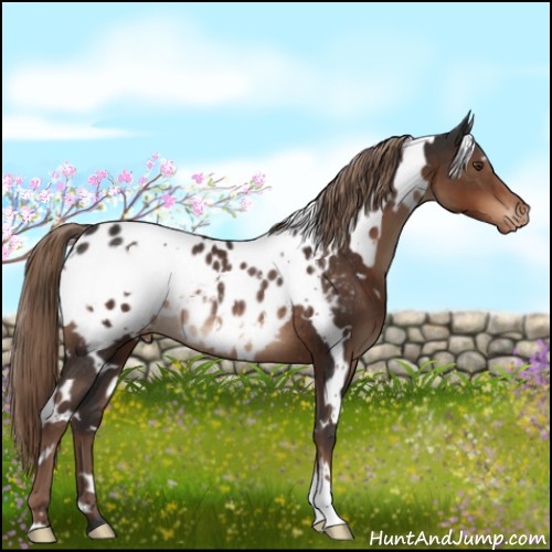 Horse Color:White Spotted Liver Chestnut Appaloosa Rabicano 