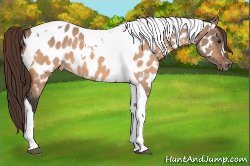 Horse Color:Bay Dun Tobiano Near Leopard 