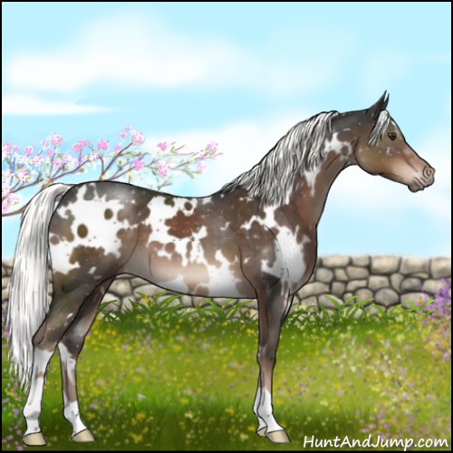 Horse Color:White Spotted Liver Chestnut Mushroom 