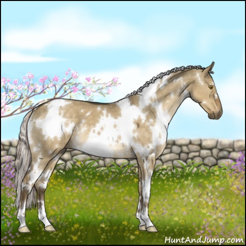 Horse Color:White Spotted Chocolate Palomino Dun 