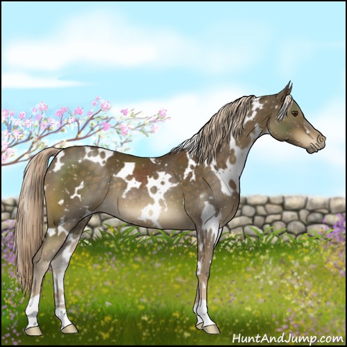 Horse Color:White Spotted Chocolate Palomino Rabicano 