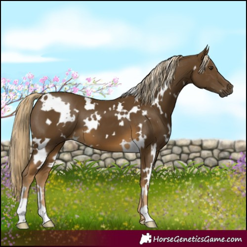 Horse Color:White Spotted Chocolate Palomino Mushroom 