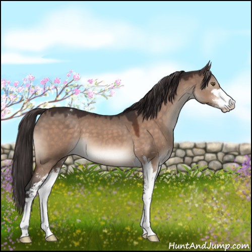 Horse Color:Brown Dun Mushroom Sabino Appaloosa 