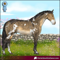 Horse Color:White Spotted Buckskin Dun Sabino 