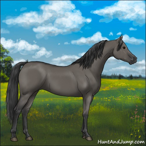 Horse Color:Grullo 