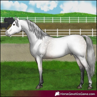 Horse Color:Gray Bay Dun 