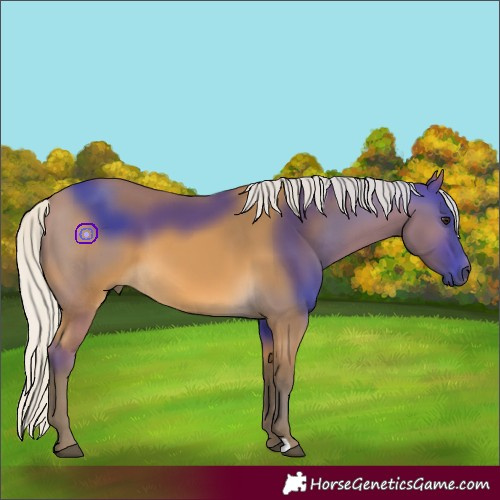 Horse Color:Silver Buckskin 
