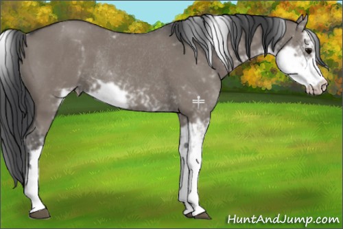 Horse Color:Grullo Sabino Rabicano 