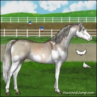 Horse Color:White Spotted Liver Red Dun Mushroom Splash 