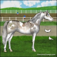 Horse Color:White Spotted Liver Red Dun Mushroom Splash