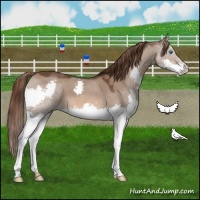 Horse Color:Liver Red Dun Splash 