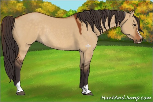 Horse Color:Buckskin Dun Sabino Rabicano 