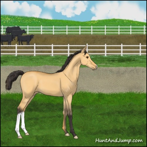 Horse Color:Buckskin Dun 