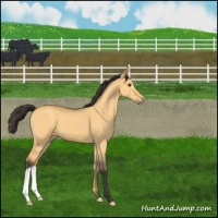 Horse Color:Buckskin Dun