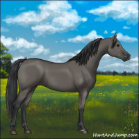 Horse Color:Grullo Sabino Rabicano 