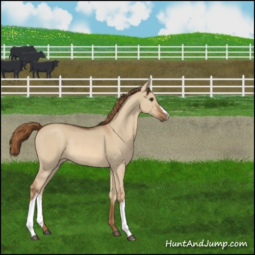 Horse Color:Red Dun Rabicano 