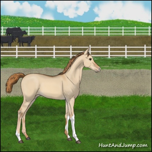 Horse Color:Red Dun 
