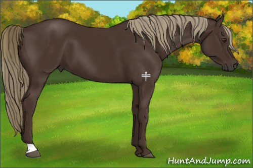 Horse Color:Liver Chestnut 