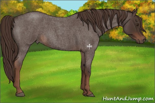 Horse Color:Liver Red Roan 