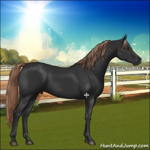 Horse Color:Liver Chestnut 