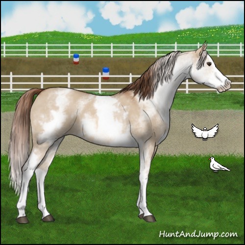 Horse Color:White Spotted Red Dun Splash 