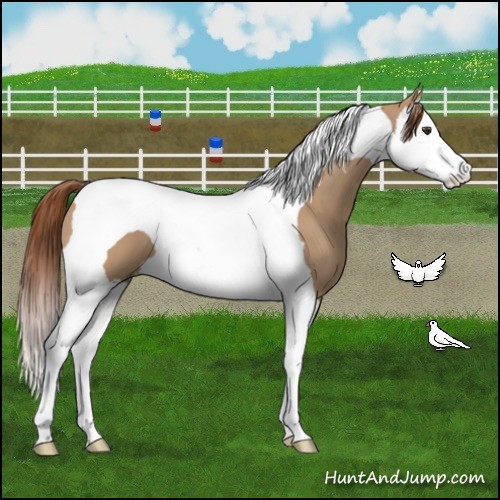 Horse Color:Red Dun Splash Tobiano