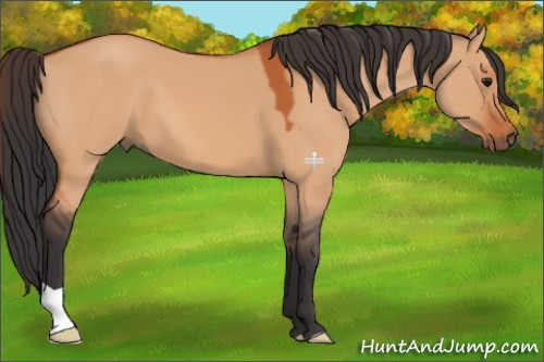 Horse Color:Bay Dun 