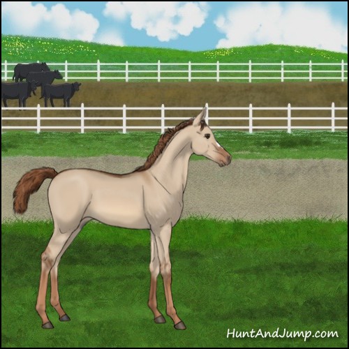 Horse Color:Red Dun 