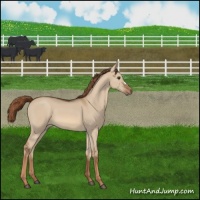 Horse Color:Red Dun 