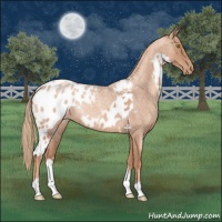 Horse Color:Gold Champagne Roan Tobiano Appaloosa  and Gold Champagne Roan Tobiano Appaloosa 
